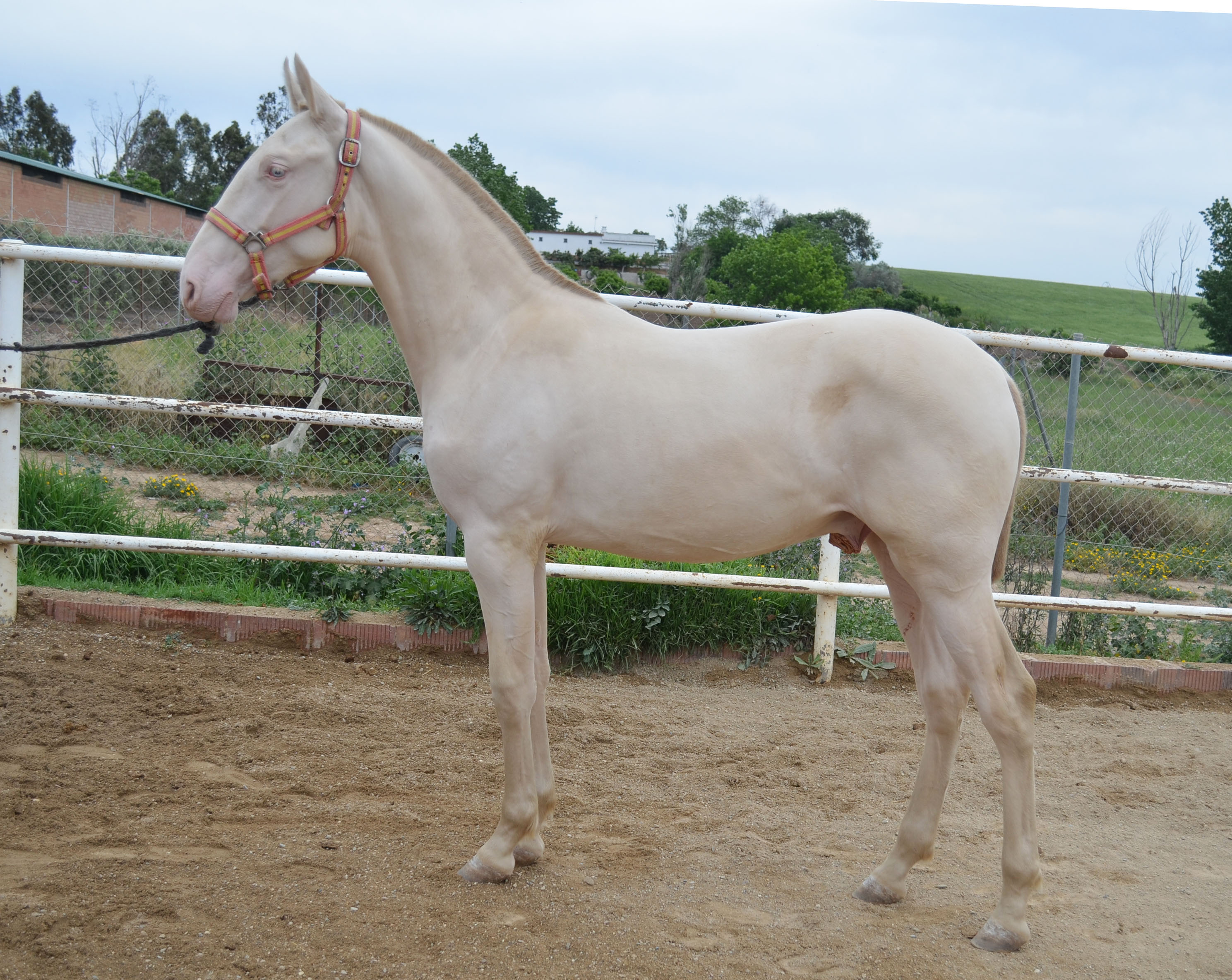 Caballo en Venta
